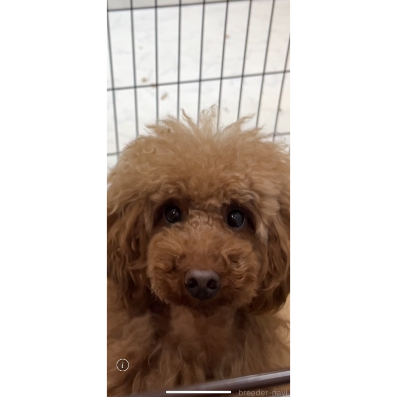 岡田静香ブリーダーの詳細