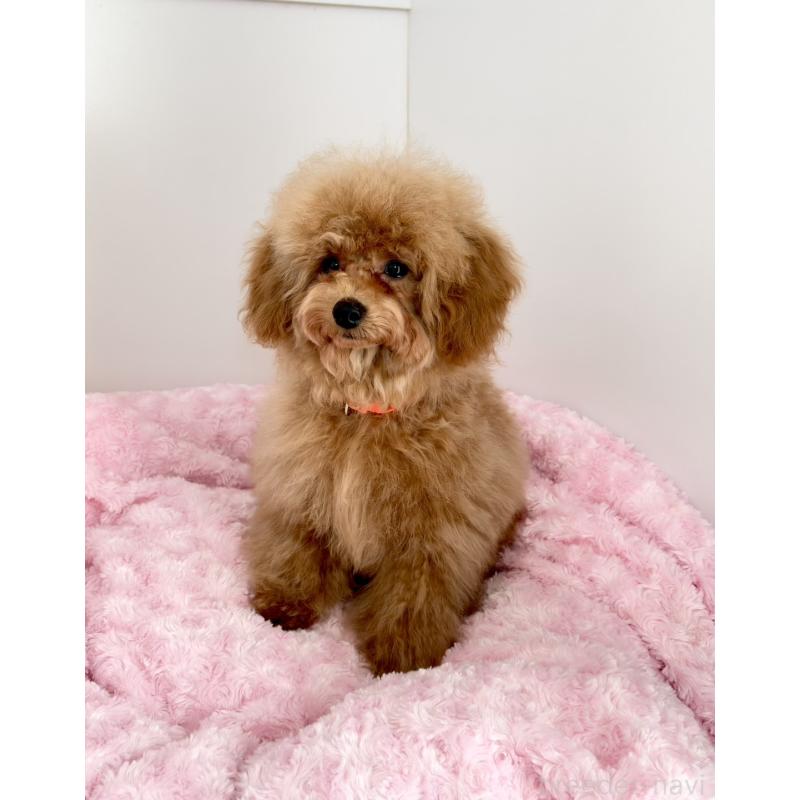 販売中の神奈川県のトイプードル-441692の20枚目