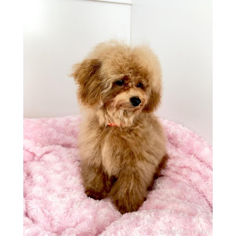 販売中の神奈川県のトイプードル-441692の19枚目