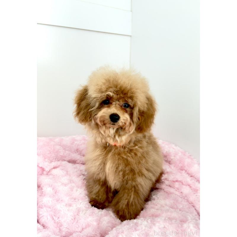 販売中の神奈川県のトイプードル-441692の18枚目