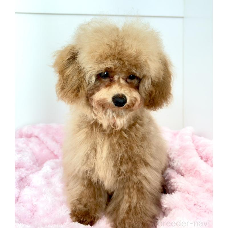 販売中の神奈川県のトイプードル-441692の17枚目