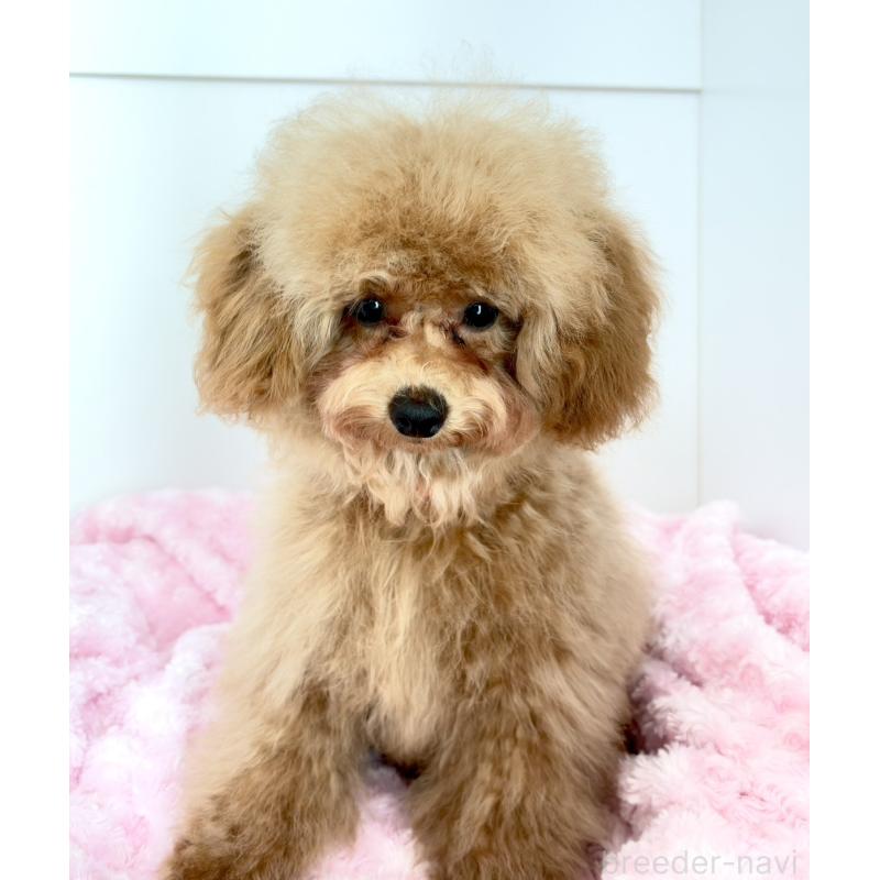 販売中の神奈川県のトイプードル-441692の16枚目