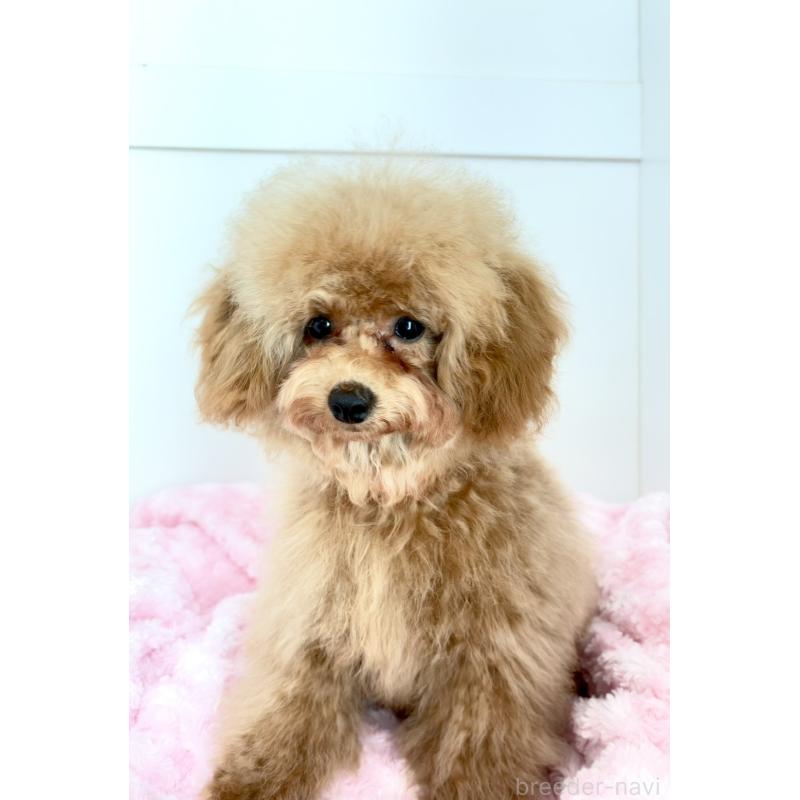 販売中の神奈川県のトイプードル-441692の15枚目