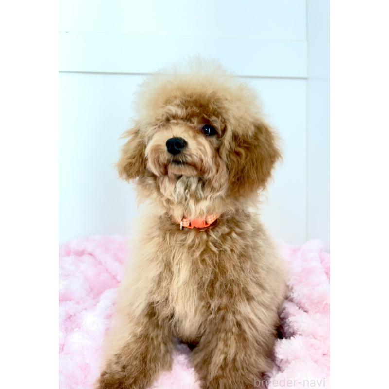 販売中の神奈川県のトイプードル-441692の14枚目