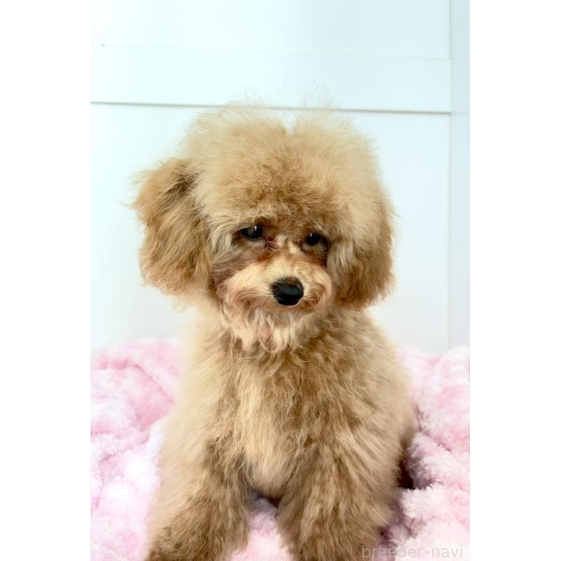販売中の神奈川県のトイプードル-441692の13枚目