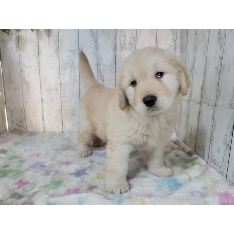 成約済の三重県のゴールデンレトリーバー-445385の5枚目