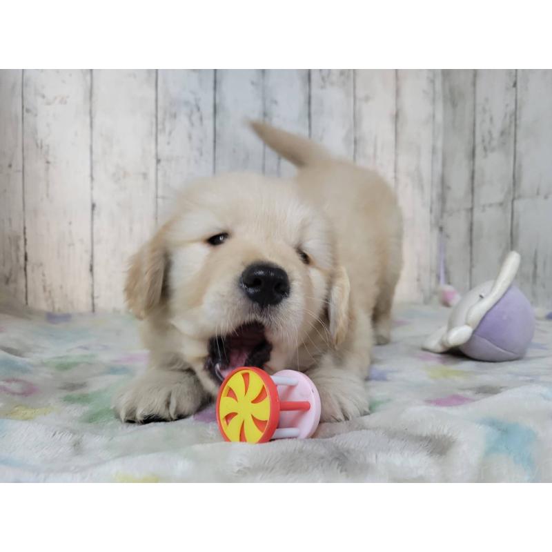 成約済の三重県のゴールデンレトリーバー-445385の4枚目