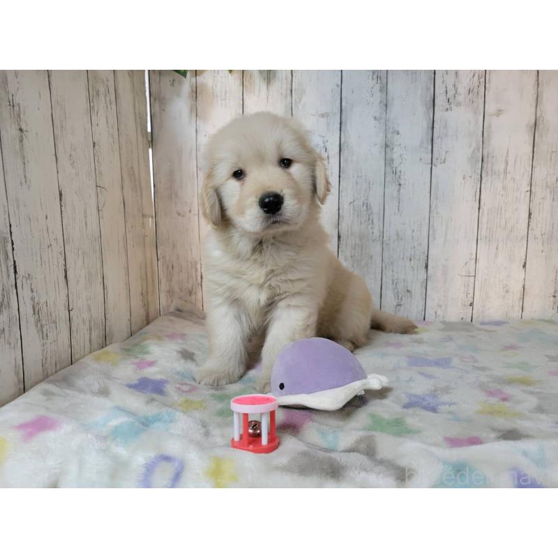 成約済の三重県のゴールデンレトリーバー-445385の3枚目