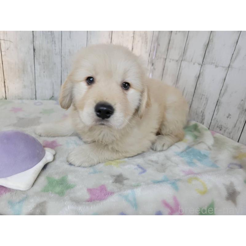 成約済の三重県のゴールデンレトリーバー-445385の2枚目