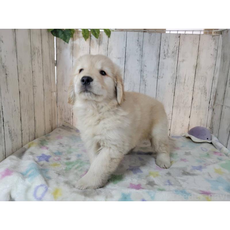 成約済の三重県のゴールデンレトリーバー-445383の5枚目