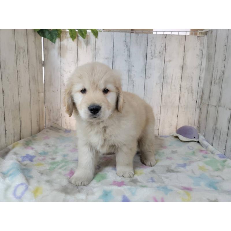 成約済の三重県のゴールデンレトリーバー-445383の4枚目