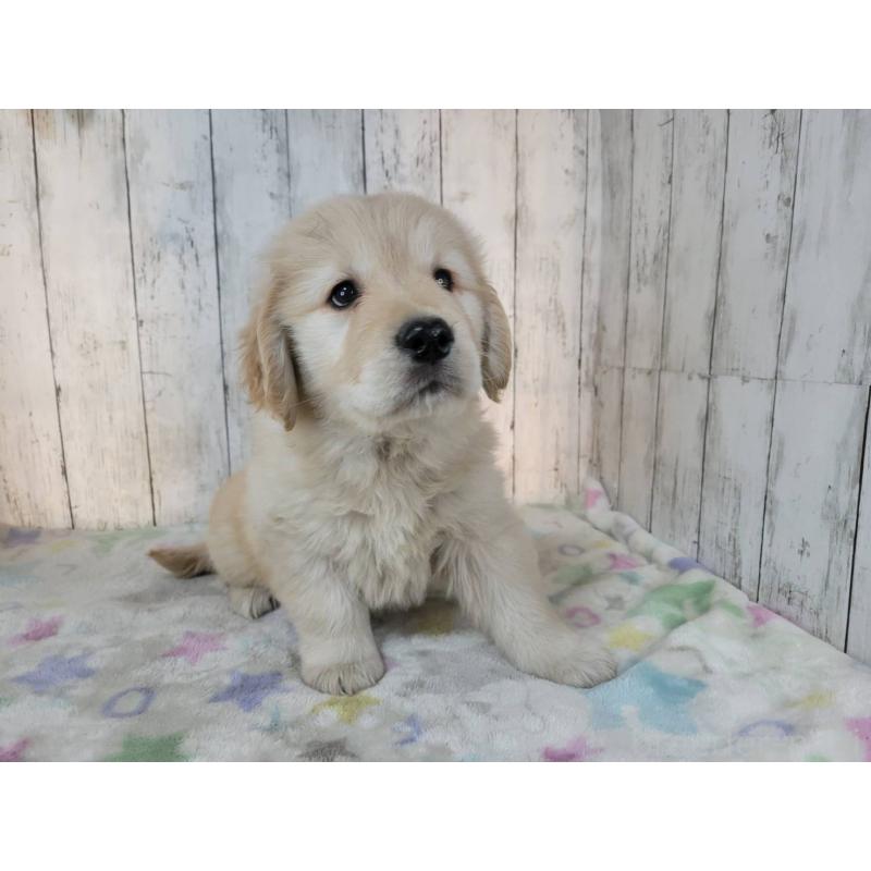 成約済の三重県のゴールデンレトリーバー-445383の3枚目