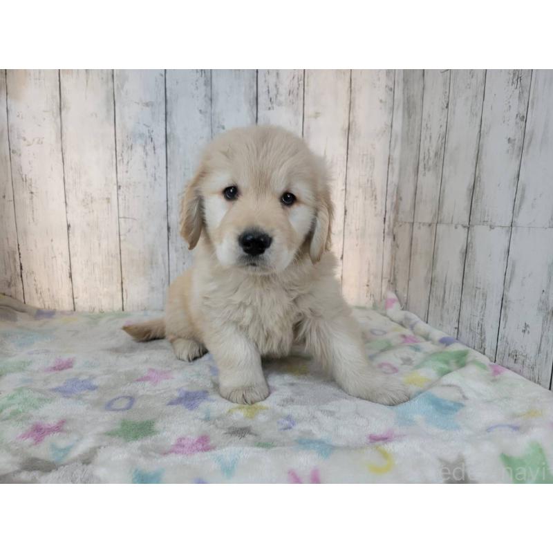 成約済の三重県のゴールデンレトリーバー-445383の2枚目