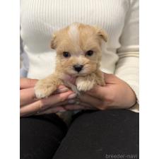 ♀︎マルプー:マルチーズ×トイプードル