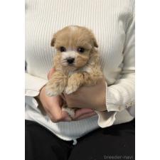 ♀︎マルプー:マルチーズ×トイプードル