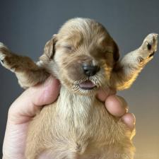 ♀︎ゴールデンドゥードル:ゴールデンレトリーバー×プードル