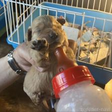 ♀︎ゴールデンドゥードル:ゴールデンレトリーバー×プードル