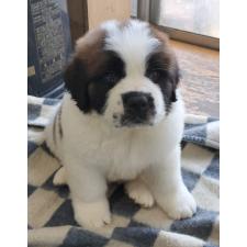 ♀︎セントバーナード