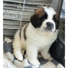 ♀︎セントバーナード