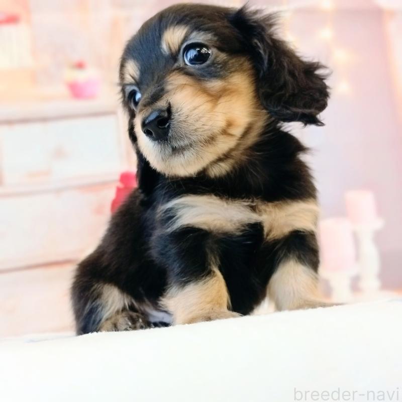 成約済の和歌山県のミニチュアダックスフンド(ロングヘアード)-444639の5枚目