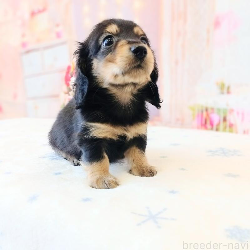 成約済の和歌山県のミニチュアダックスフンド(ロングヘアード)-444639の4枚目