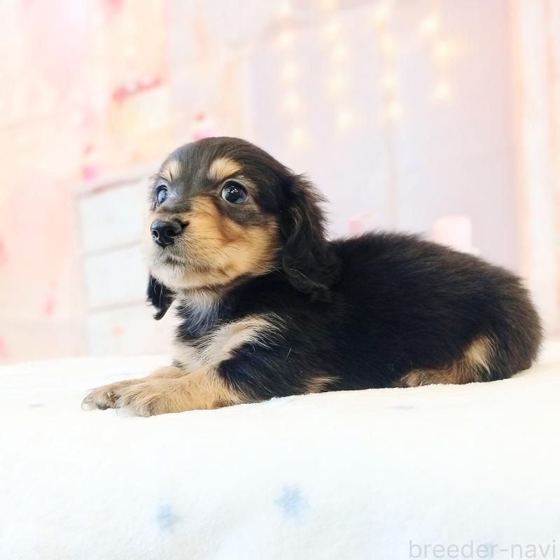 成約済の和歌山県のミニチュアダックスフンド(ロングヘアード)-444639の3枚目