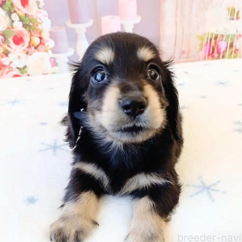 成約済の和歌山県のミニチュアダックスフンド(ロングヘアード)-444638の6枚目