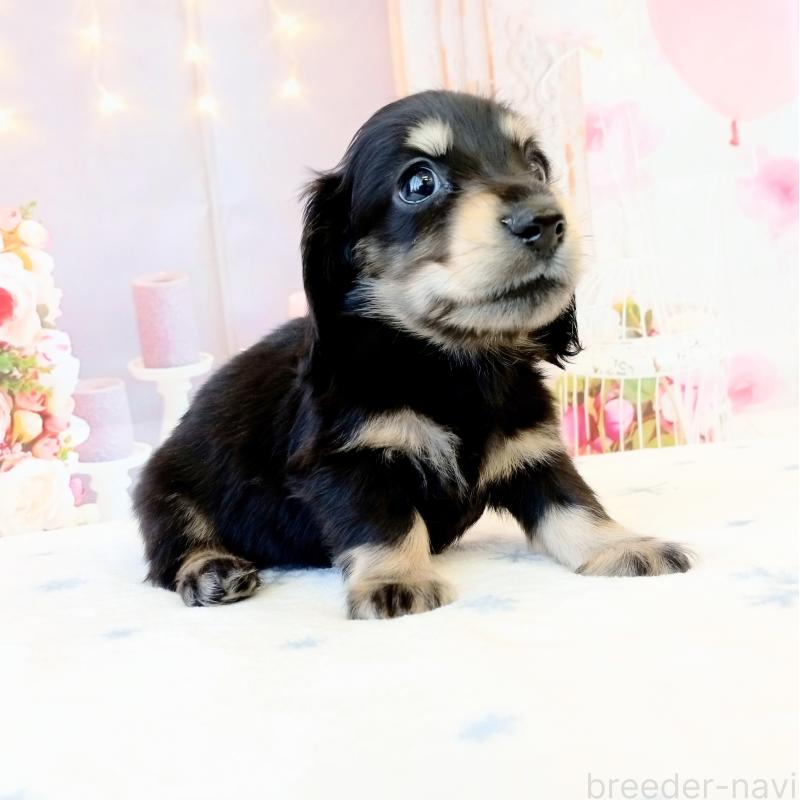 成約済の和歌山県のミニチュアダックスフンド(ロングヘアード)-444638の5枚目