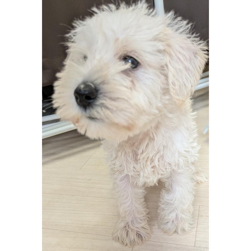 犬舎紹介の茨城県の犬舎紹介-3306の2枚目