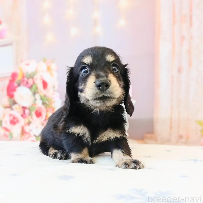 成約済の和歌山県のミニチュアダックスフンド(ロングヘアード)-444638の4枚目