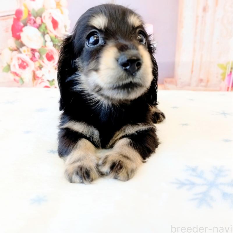 成約済の和歌山県のミニチュアダックスフンド(ロングヘアード)-444638の3枚目