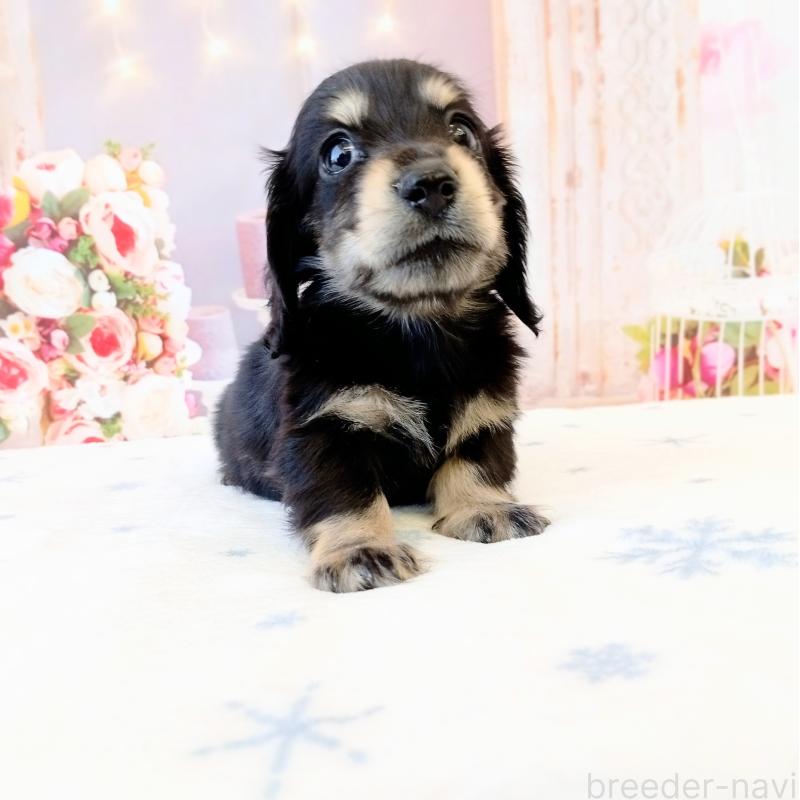 成約済の和歌山県のミニチュアダックスフンド(ロングヘアード)-444638の2枚目