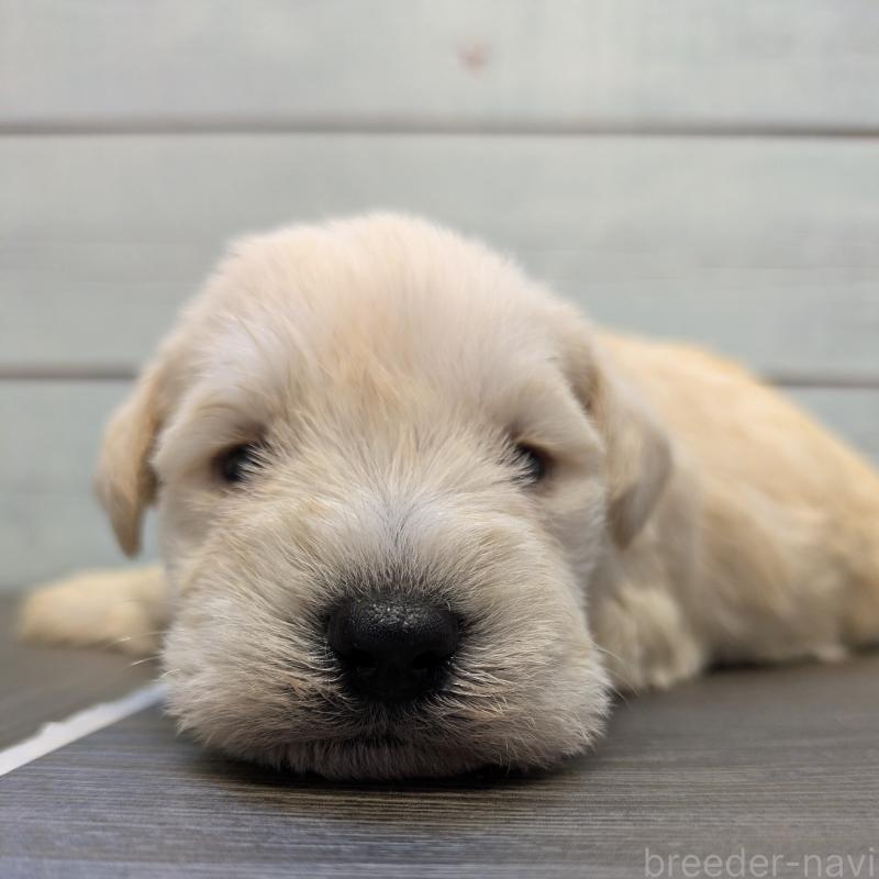 犬舎紹介の茨城県の犬舎紹介-3306の3枚目