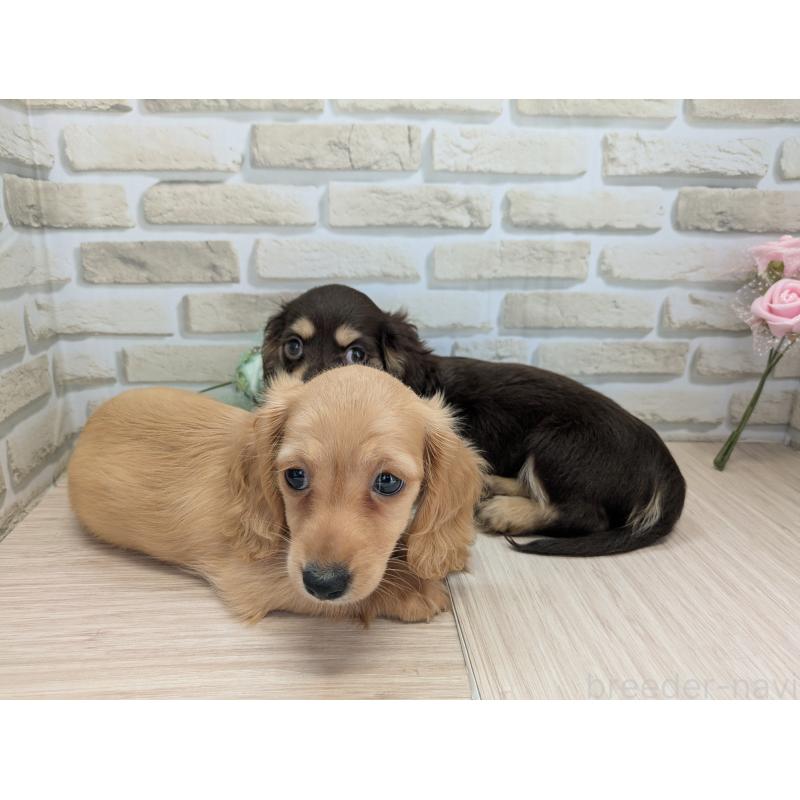 犬舎紹介の茨城県の犬舎紹介-3306の4枚目