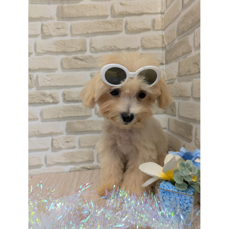 犬舎紹介の茨城県の犬舎紹介-3306の5枚目