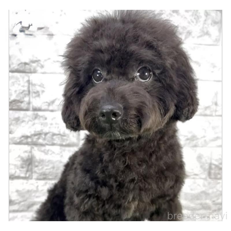 成約済の埼玉県のビションプー:ビションフリーゼ×トイプードル-423430の3枚目