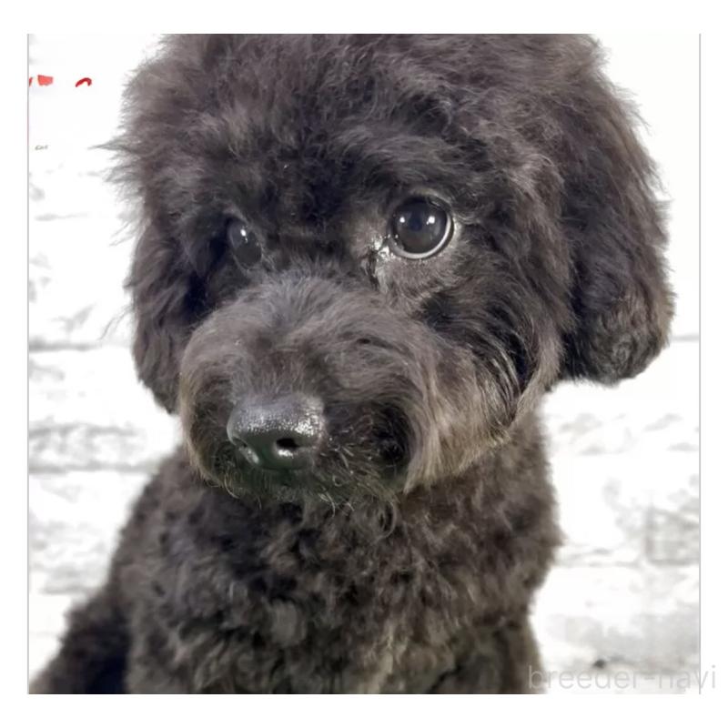 成約済の埼玉県のビションプー:ビションフリーゼ×トイプードル-423430の2枚目