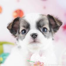 ♀︎チワワ(ロングコート)