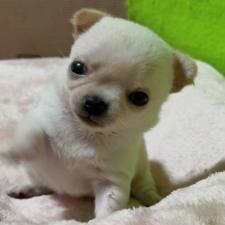 ♀︎チワワ(ロングコート)