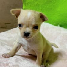 ♀︎チワワ(ロングコート)