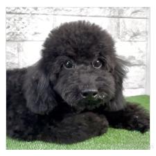 ♀︎タイニープードル