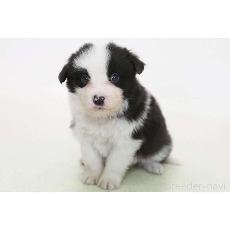 販売中の神奈川県のボーダーコリー-446040の3枚目