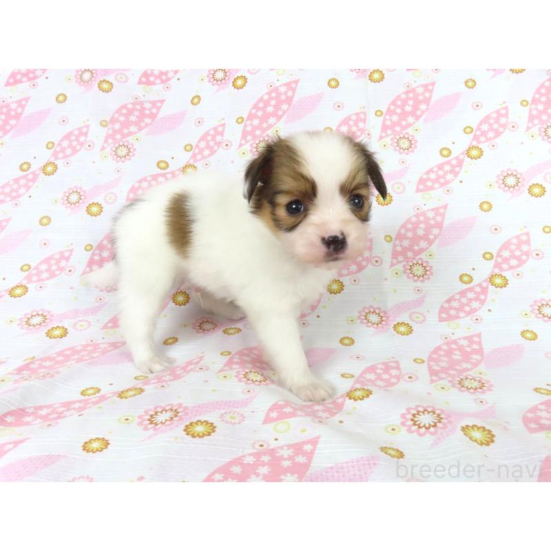 販売中の千葉県のパピヨン-444643の20枚目