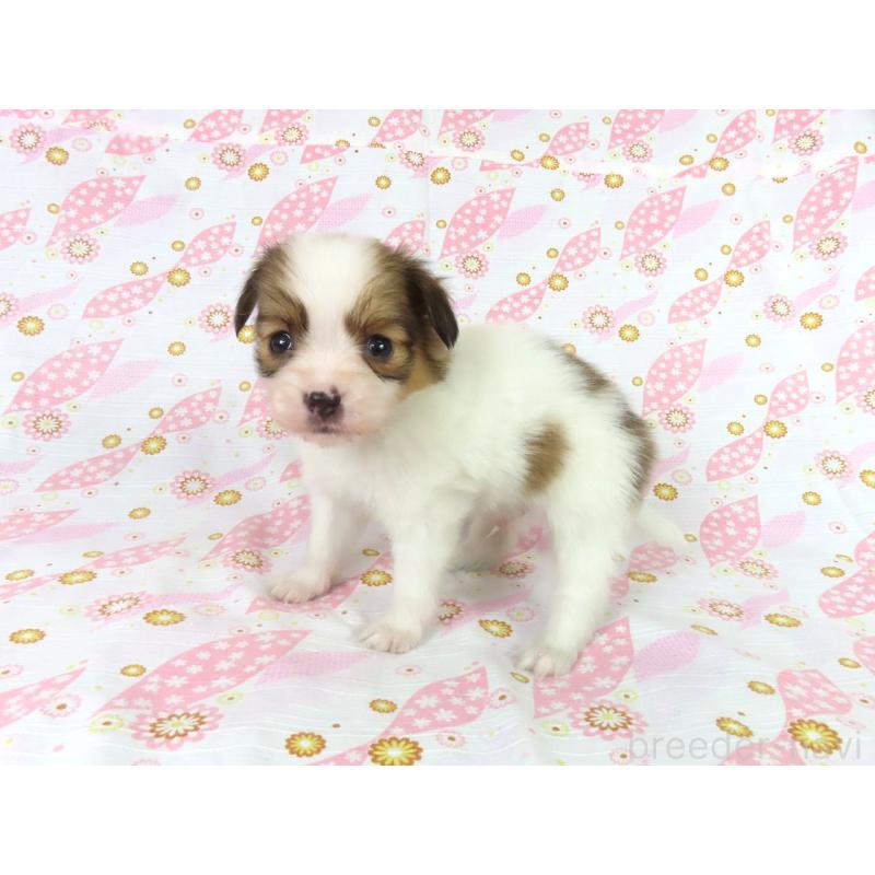 販売中の千葉県のパピヨン-444643の19枚目