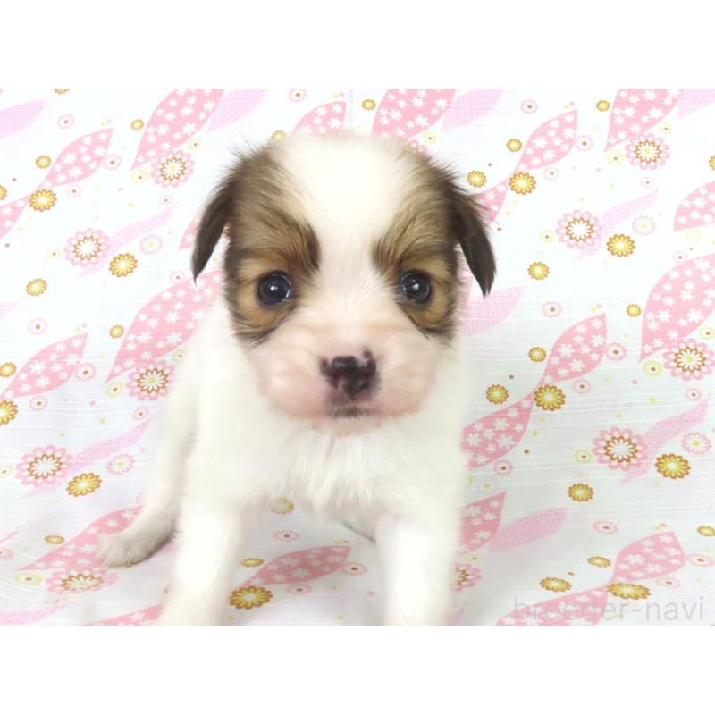 販売中の千葉県のパピヨン-444643の18枚目