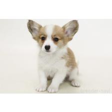 ♀︎パピコー:パピヨン×コーギー