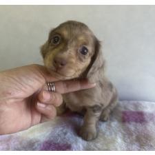 ♀︎ミニチュアダックスフンド(ロングヘアード)