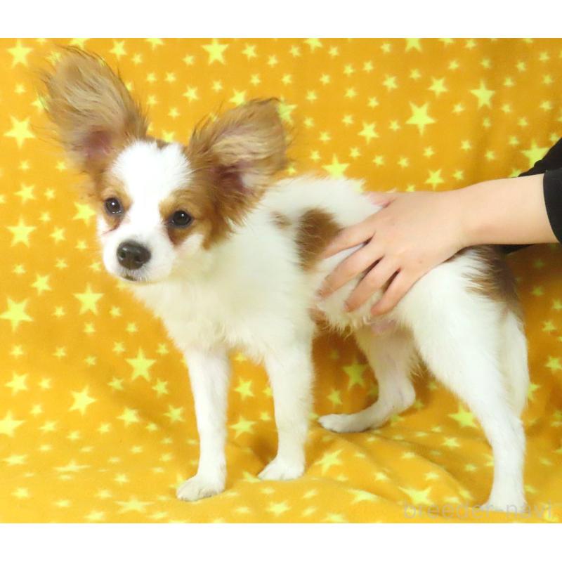 販売中の千葉県のパピヨン-422776の5枚目