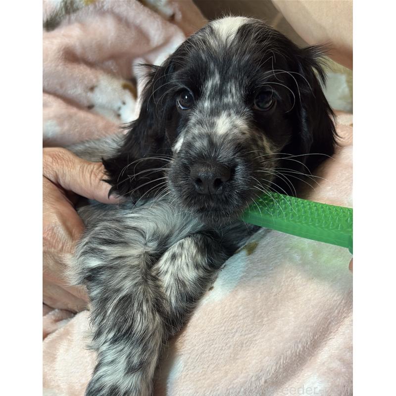 成約済の佐賀県のイングリッシュコッカースパニエル-445689の10枚目