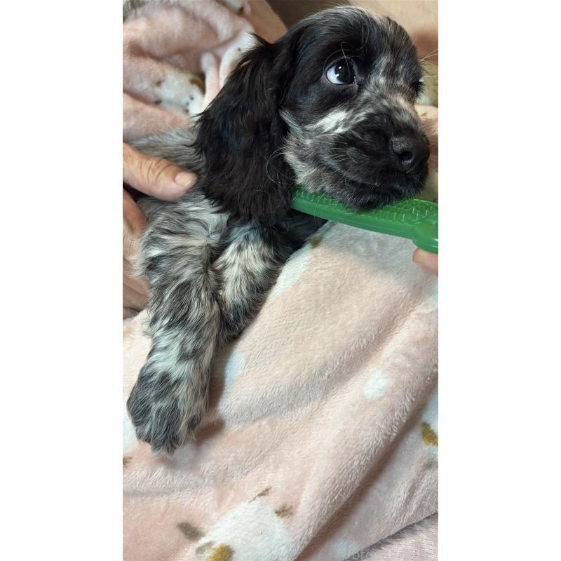 成約済の佐賀県のイングリッシュコッカースパニエル-445689の9枚目